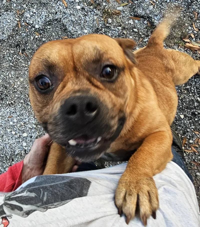 Cane Lucian thumbnail 6