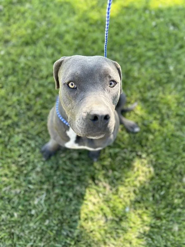 A young large-sized female Pit Bull Terrier dog named Daisy for adoption in Victorville, CA