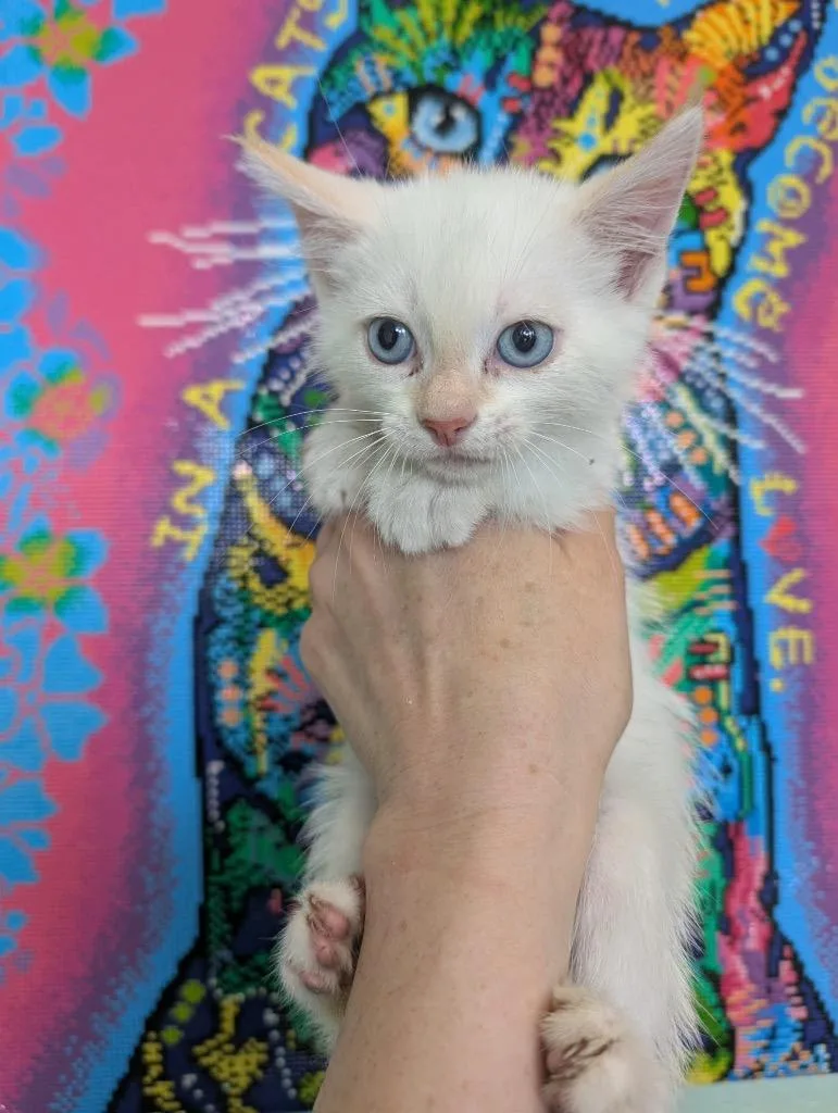 A baby small-sized male Domestic Medium Hair cat named Rainbow for adoption in New Braunfels, TX