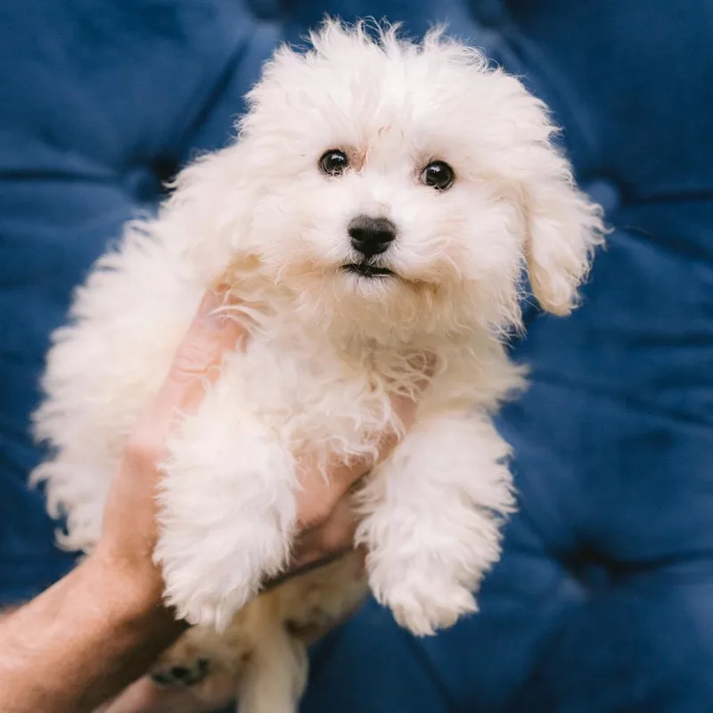 A baby small-sized female Bichon Frise dog named Atomic Tangerine for adoption in Zionsville, IN