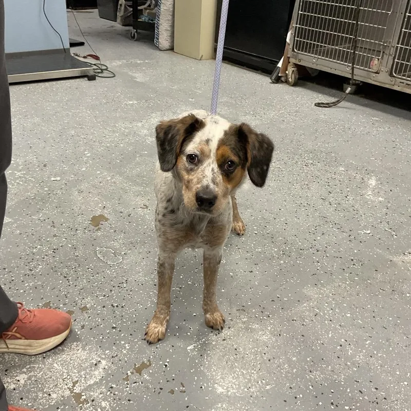 A young medium-sized female White / Cream English Springer Spaniel dog named Bethany for adoption in St Joseph, MO
