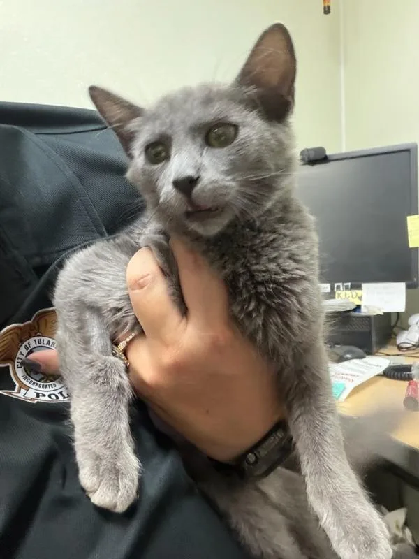 A baby medium-sized female Domestic Medium Hair cat named Storm for adoption in Tulare, CA