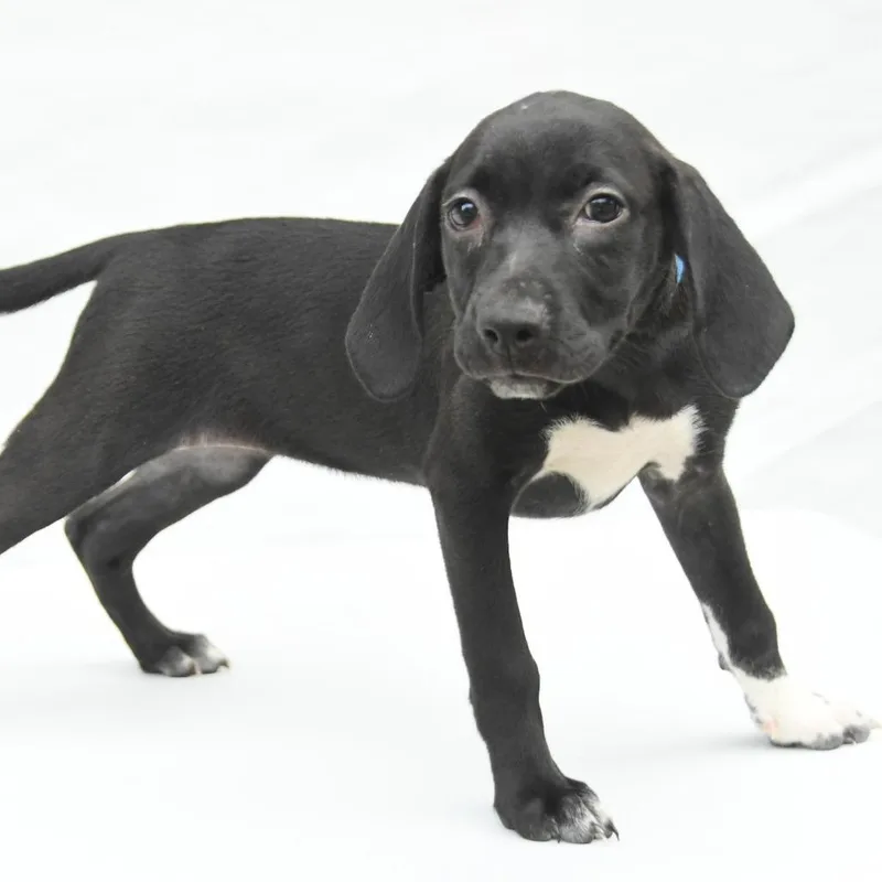 A baby medium-sized female Black Labrador Retriever dog named Kourtney for adoption in South Elgin, IL