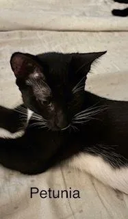 Petunia