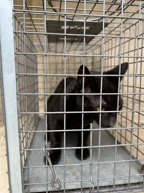 A baby small-sized female Domestic Short Hair cat named A for adoption in Oklahoma City, OK