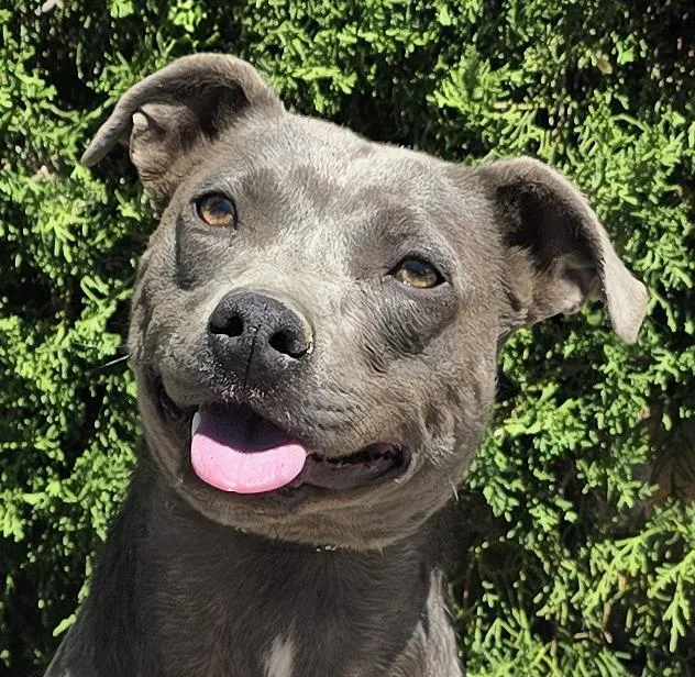 A young medium-sized female Gray / Blue / Silver Pit Bull Terrier dog named Affectionate Ms Azula for adoption in Albuquerque, NM