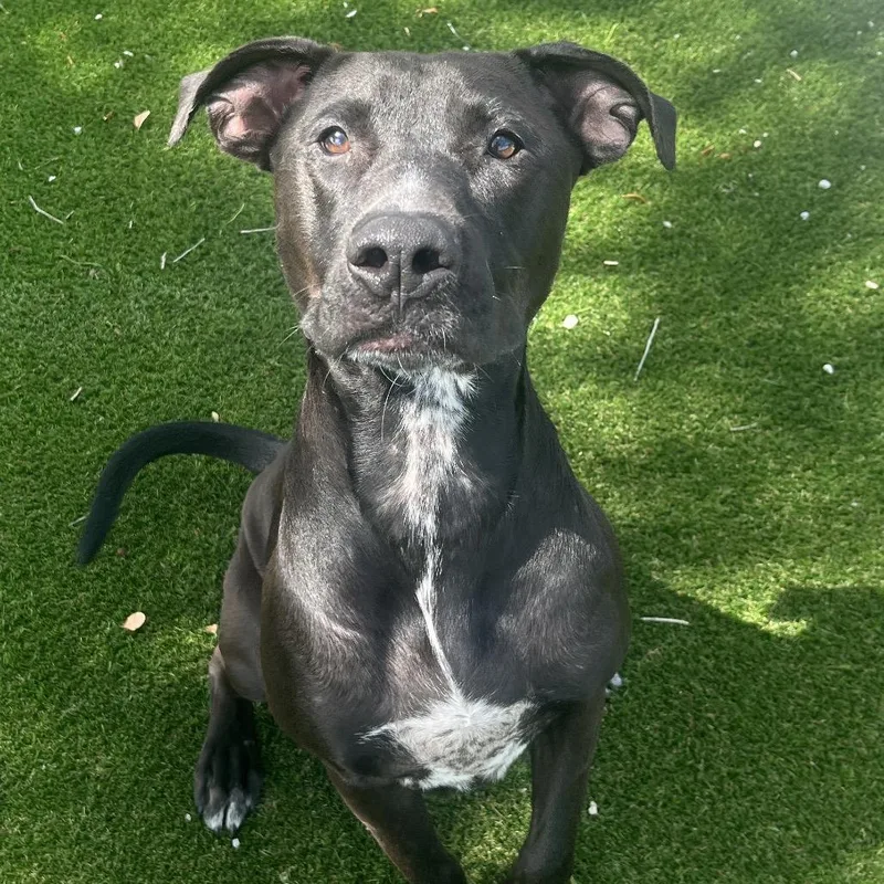 Licka Aka Milo thumbnail 2