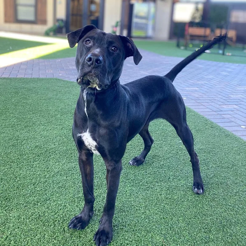 Licka Aka Milo thumbnail 3