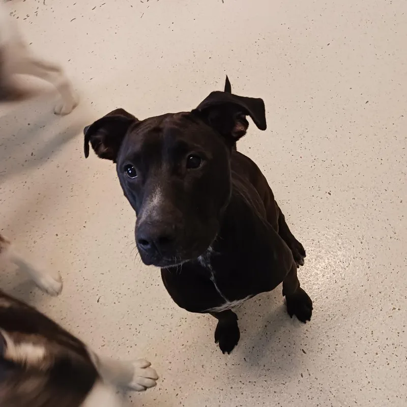 Licka Aka Milo thumbnail 4