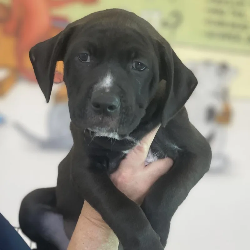 Licka Aka Milo thumbnail 5