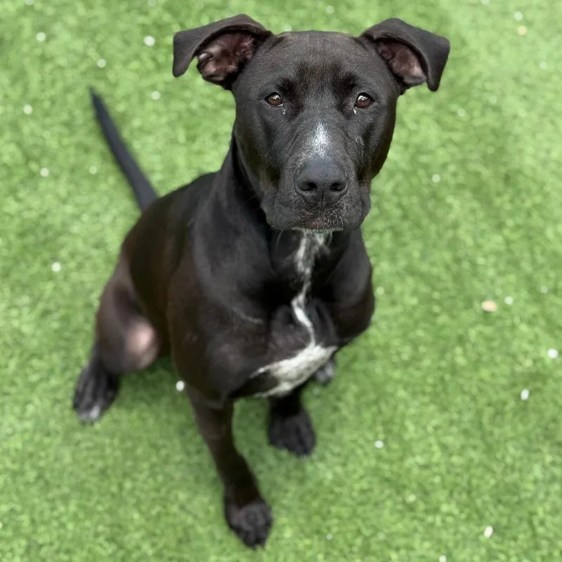 Licka Aka Milo thumbnail 6