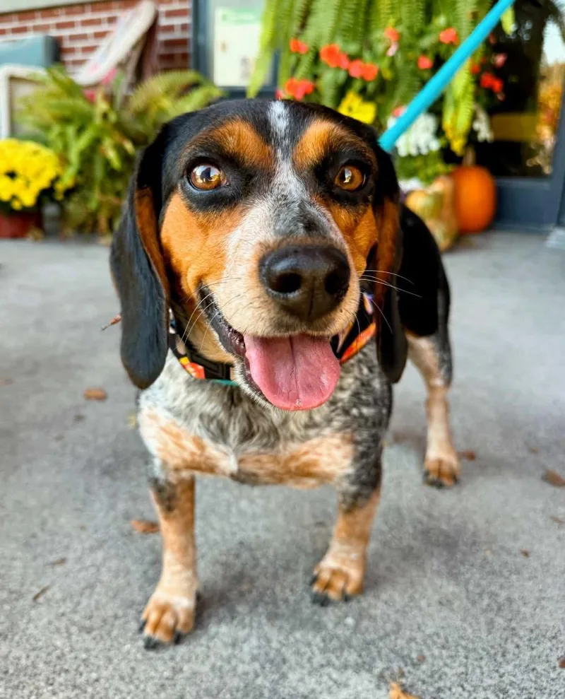 An adult medium-sized female Beagle dog named June for adoption in Effingham, IL