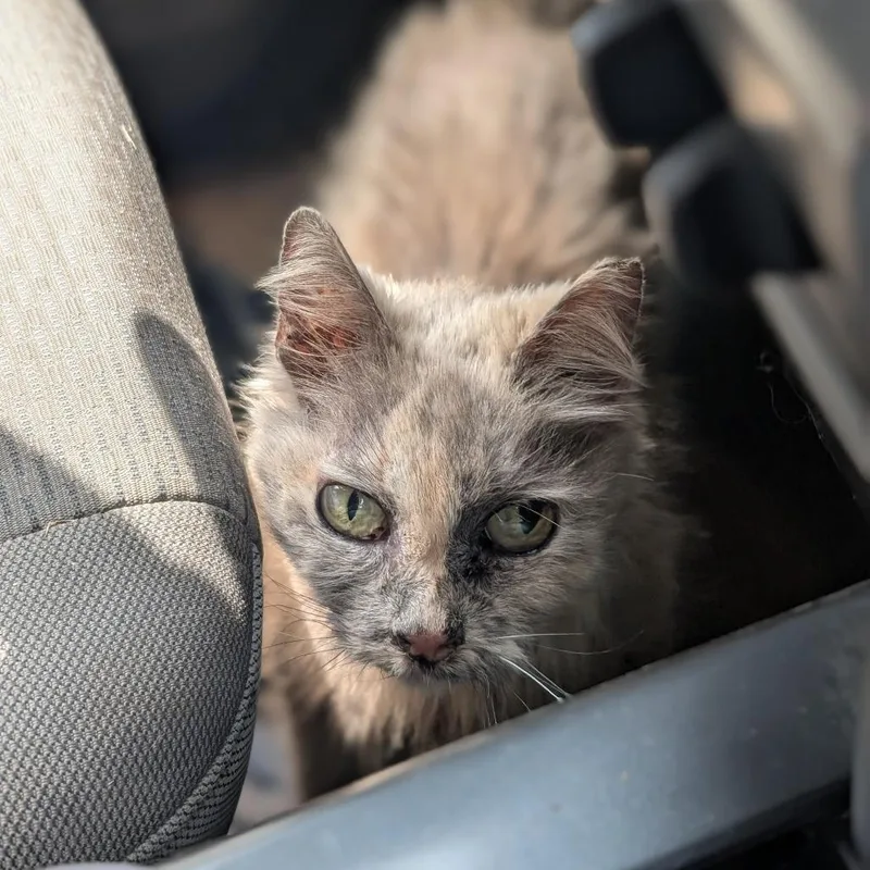 A senior small-sized female Tortoiseshell Domestic Medium Hair cat named Ramona for adoption in Fredericksburg, TX
