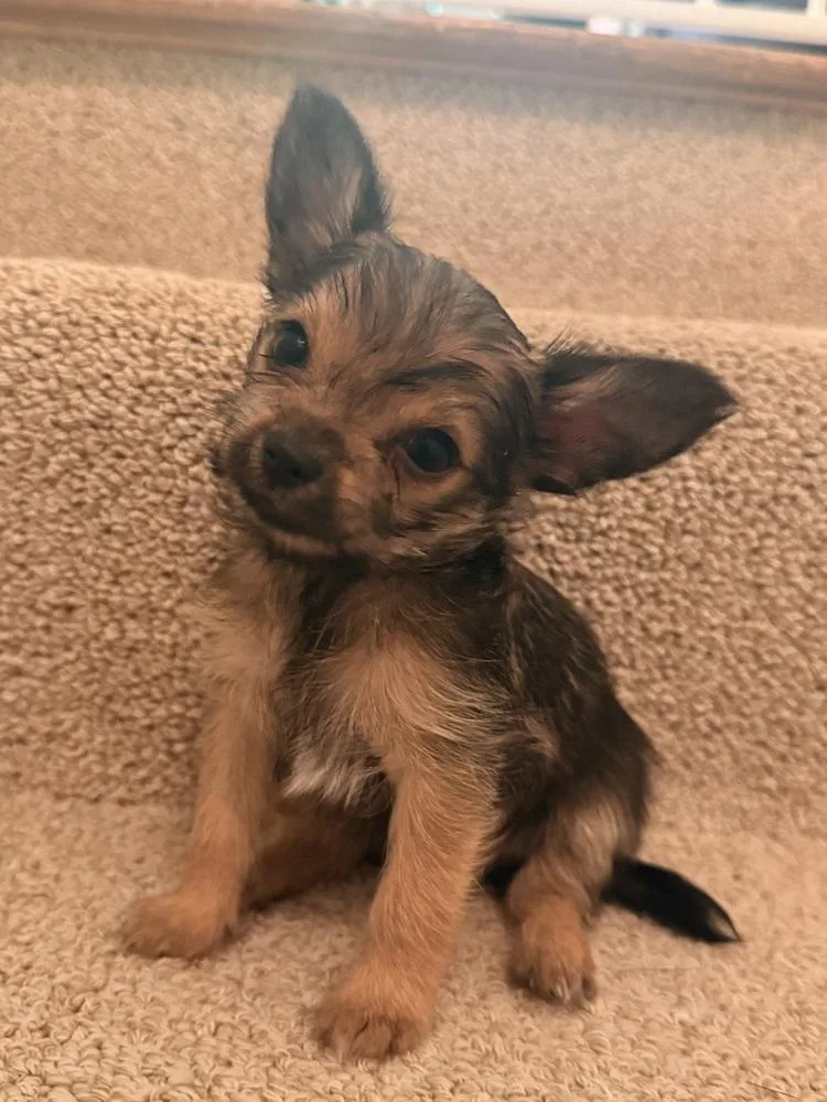 A baby small-sized female Yorkshire Terrier dog named Princess D for adoption in Jefferson Hills, PA