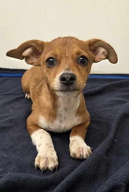 A young small-sized male Chihuahua dog named Pablano for adoption in Phoenix, AZ