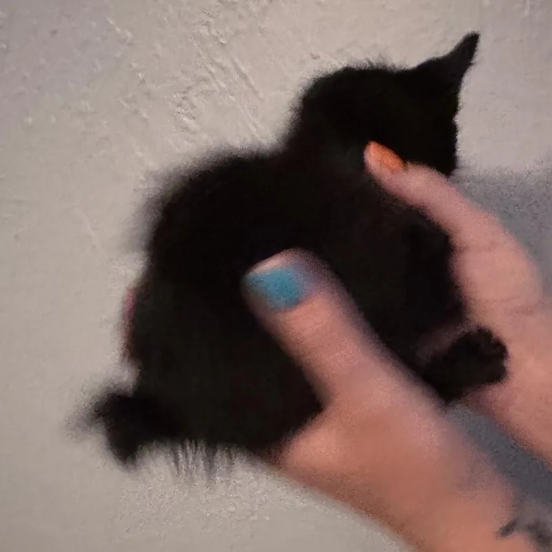 Bobbie