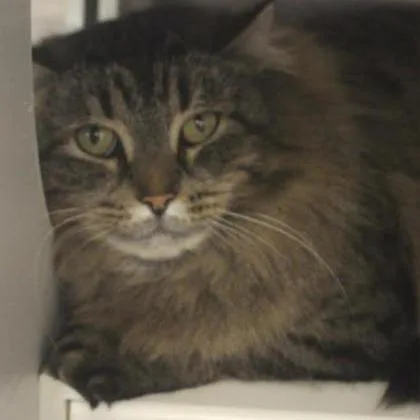An adult large-sized female Brown / Chocolate Domestic Long Hair cat named Biscuit for adoption in Ashtabula, OH
