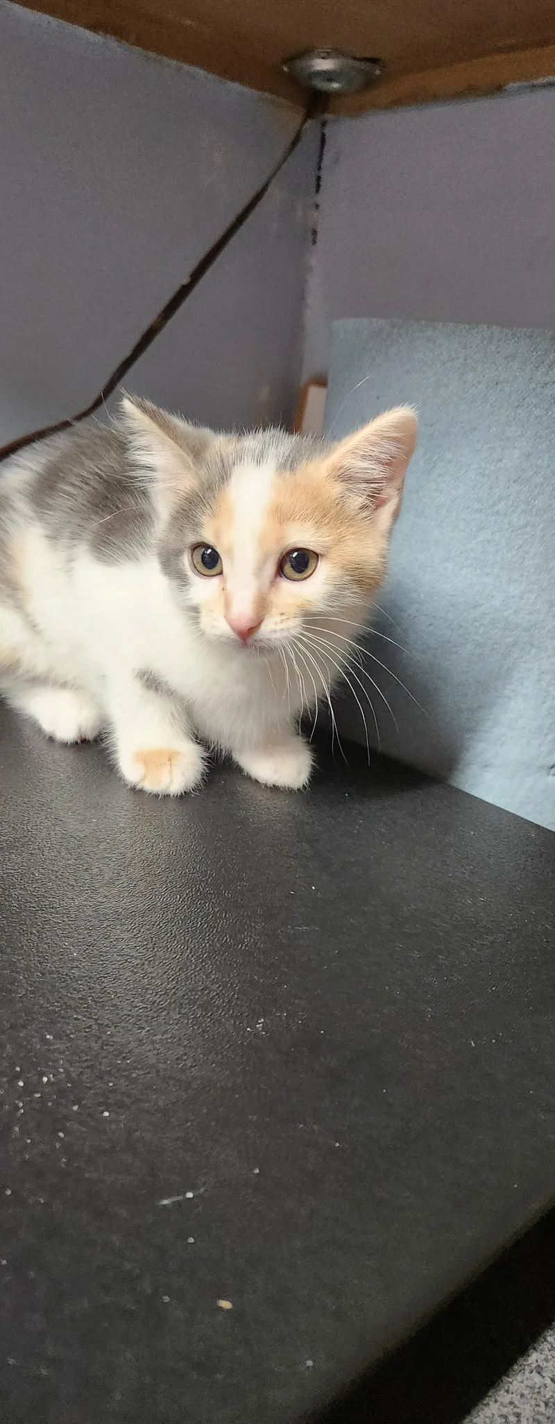 A baby small-sized female Domestic Short Hair cat named Fay for adoption in Stover, MO