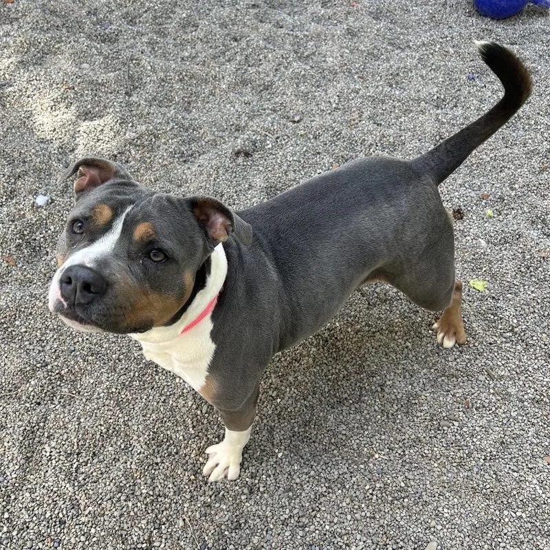 An adult medium-sized female Gray / Blue / Silver Mixed Breed dog named Creeda for adoption in Greenville, PA