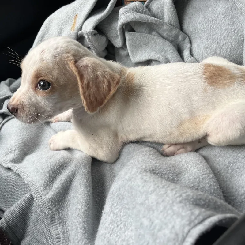 A baby small-sized male White / Cream Mixed Breed dog named Jupiter for adoption in Mount Gilead, NC