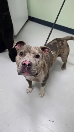 An adult large-sized male Mixed Breed dog named Macho for adoption in Savannah, GA
