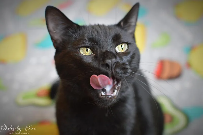 Pazazz Orchard thumbnail 2