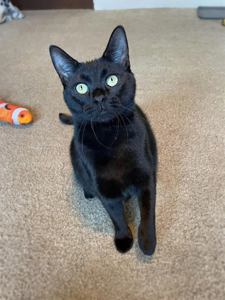 Pazazz Orchard thumbnail 3