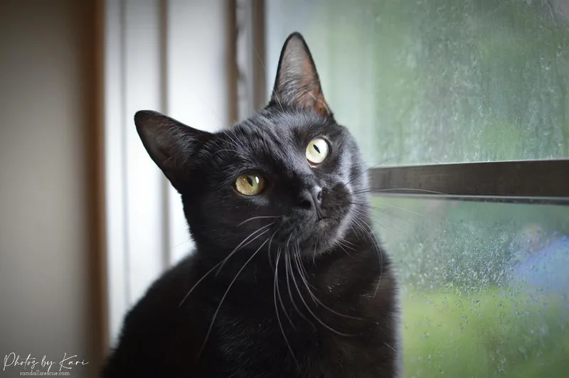 Pazazz Orchard thumbnail 4