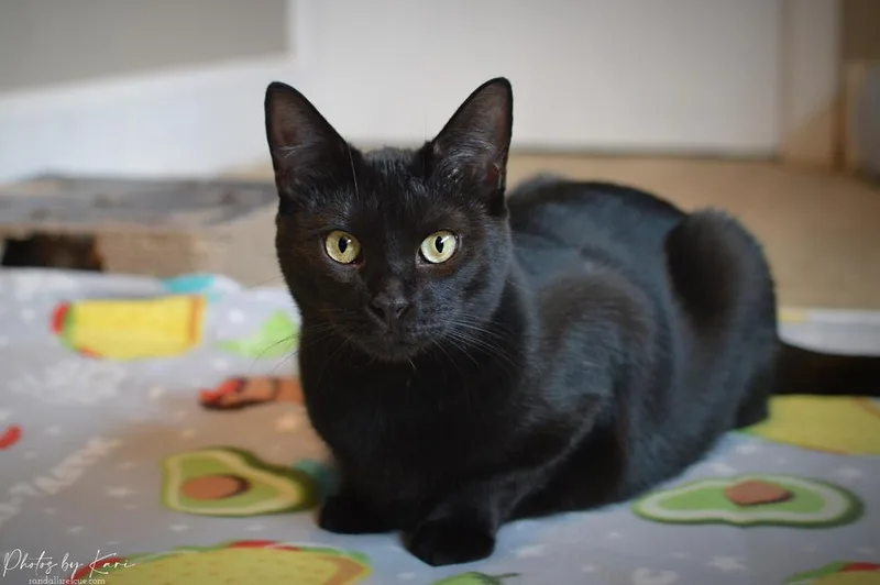 Pazazz Orchard thumbnail 5