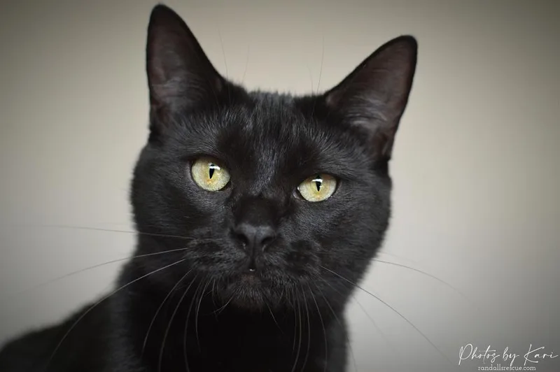 Pazazz Orchard thumbnail 6