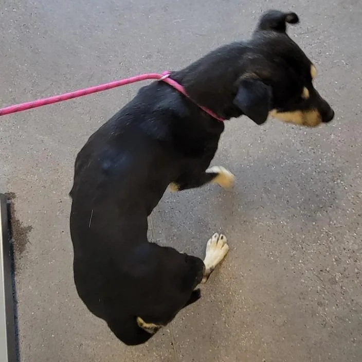 An adult medium-sized male Black Mixed Breed dog named Wienerschnitzel for adoption in Las Cruces, NM