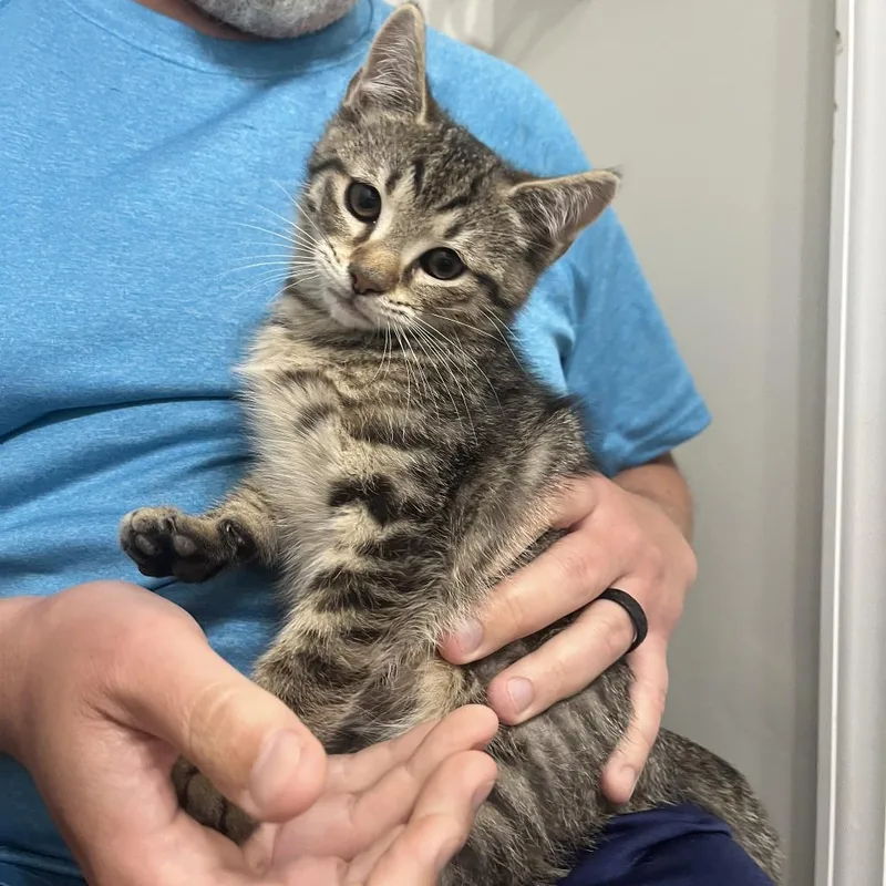A baby small-sized male Brown / Chocolate Domestic Short Hair cat named Matrix for adoption in Durham, NC