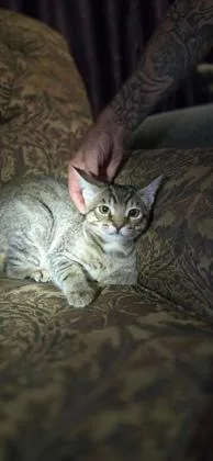 A baby small-sized male Domestic Short Hair cat named Lieutenant Dan for adoption in New Orleans, LA