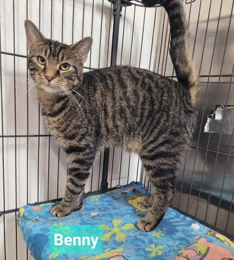 A young medium-sized male Domestic Short Hair cat named Benny for adoption in Richmond, IN