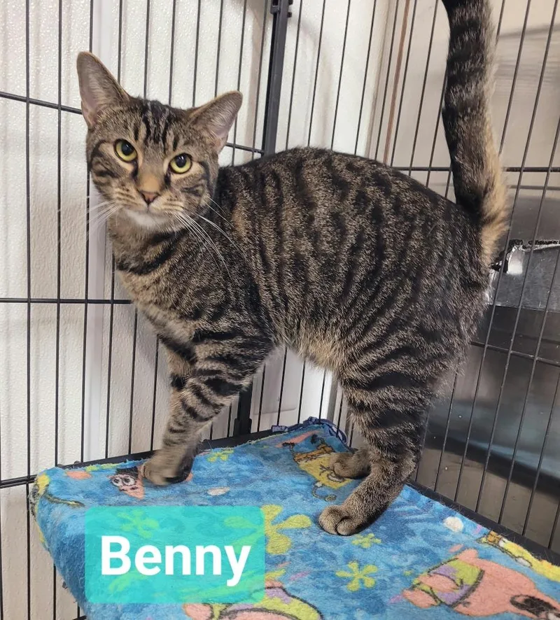 Benny thumbnail 2