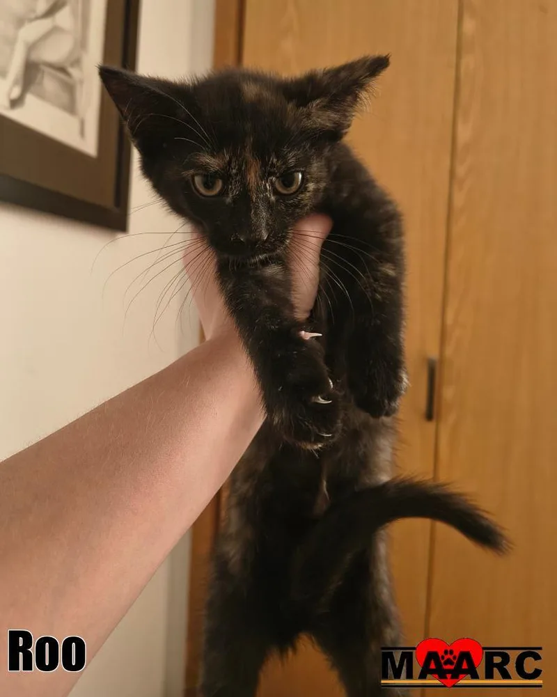A baby medium-sized female Domestic Short Hair cat named Roo for adoption in Maryville, TN
