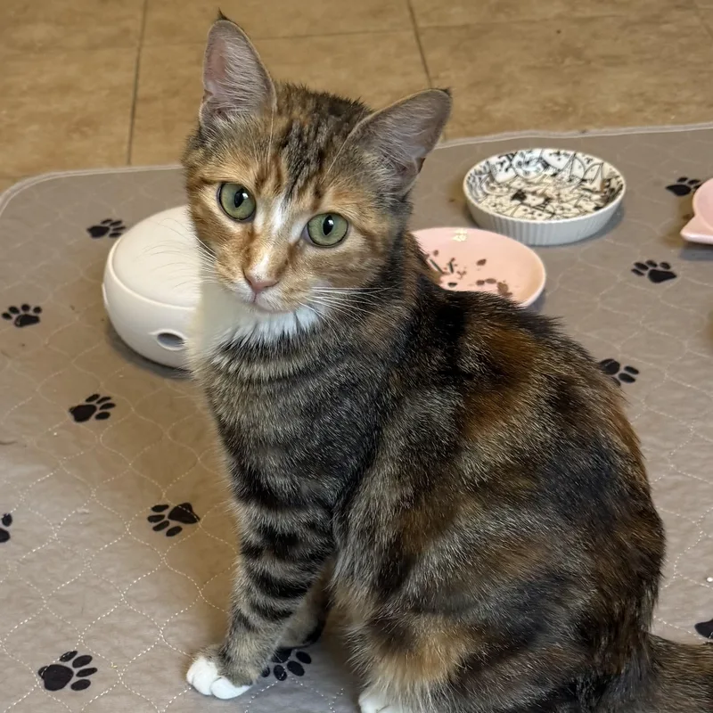 A young medium-sized female Calico Domestic Short Hair cat named Rosie for adoption in Maple Shade, NJ