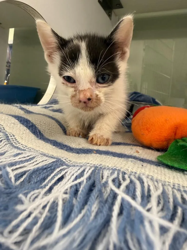 A baby small-sized male Domestic Short Hair cat named Salt for adoption in Carthage, MO