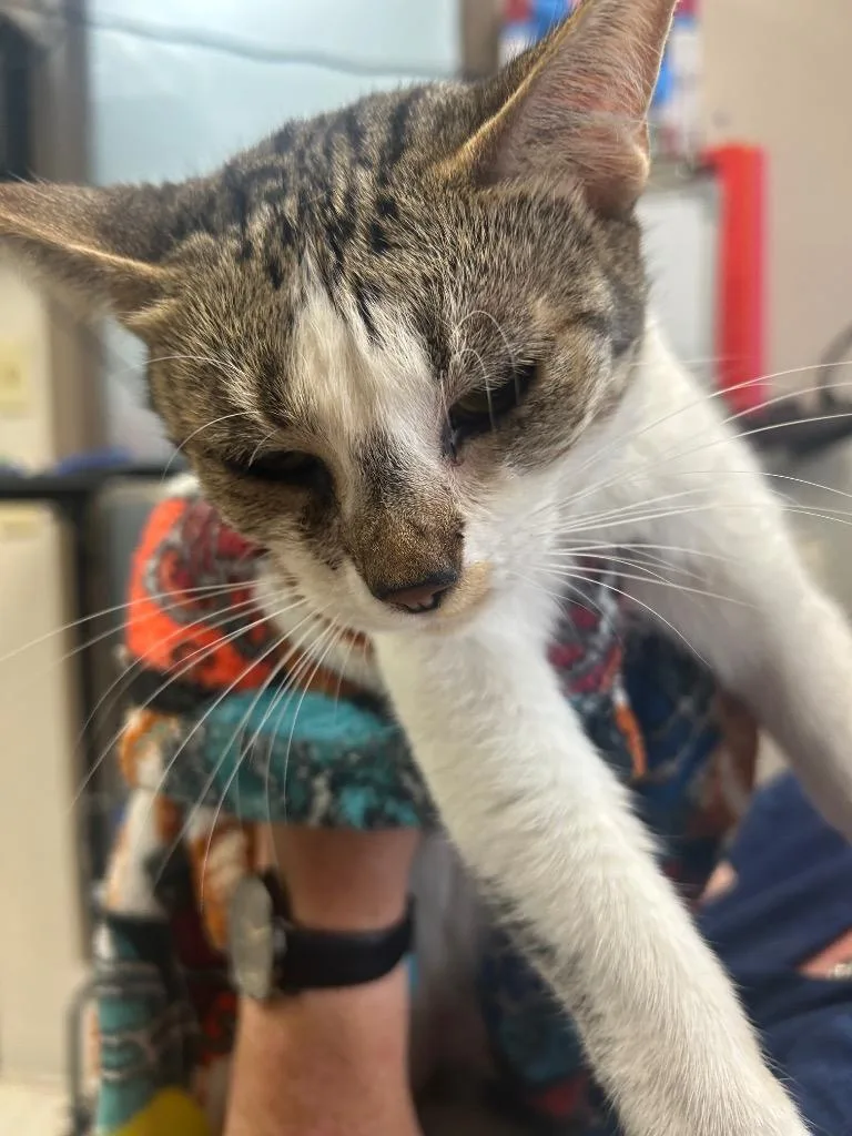 An adult medium-sized female Domestic Short Hair cat named Roberta for adoption in New Manchester, WV