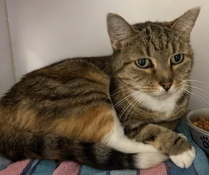 A senior medium-sized female Domestic Short Hair cat named Callie Bodda Butt for adoption in Lawrenceville, GA