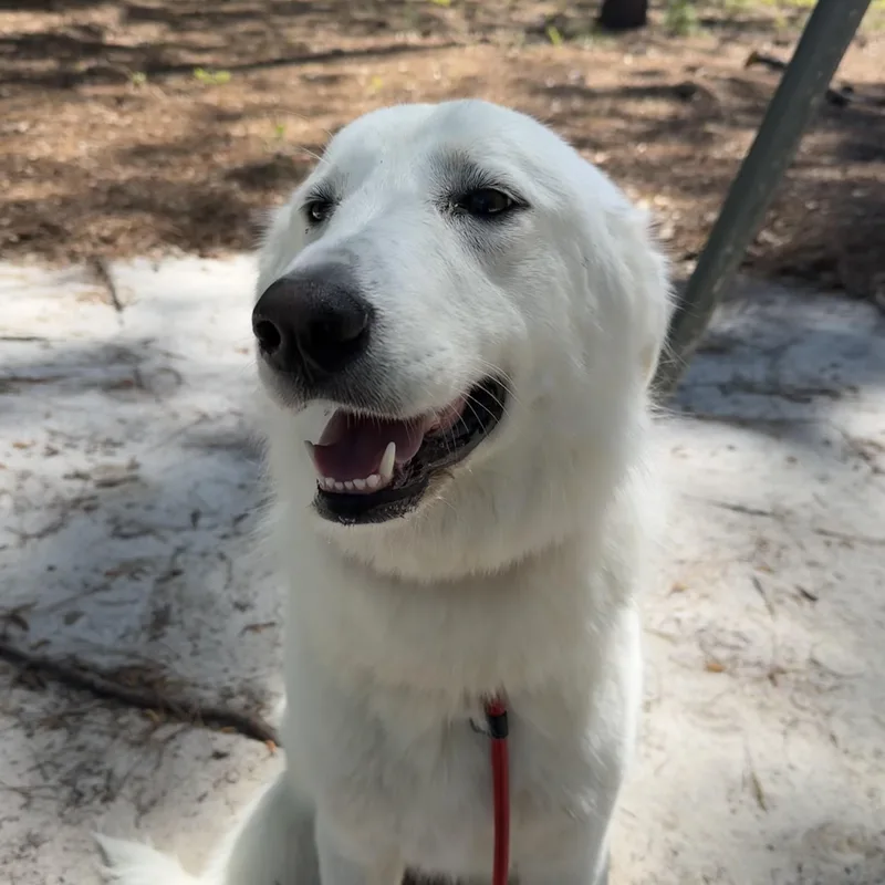 An adult extra large-sized female White / Cream Great Pyrenees dog named Astrid for adoption in Columbia, SC