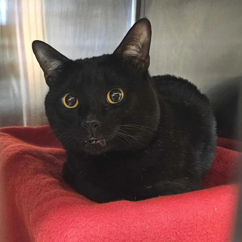 An adult large-sized male Black Domestic Short Hair cat named Shadow for adoption in Dover, NH