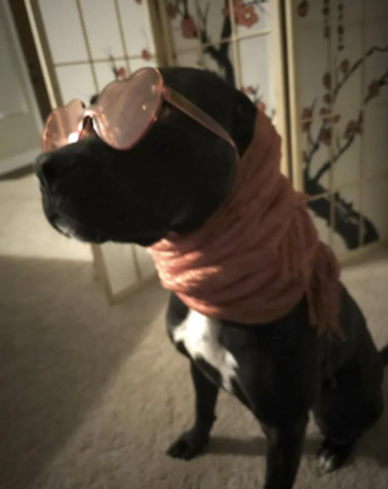 An adult medium-sized female Black Pit Bull Terrier dog named Lola for adoption in Amherst, MA