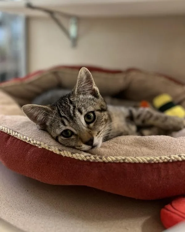 A baby small-sized female Domestic Short Hair cat named Croissant for adoption in Novato, CA