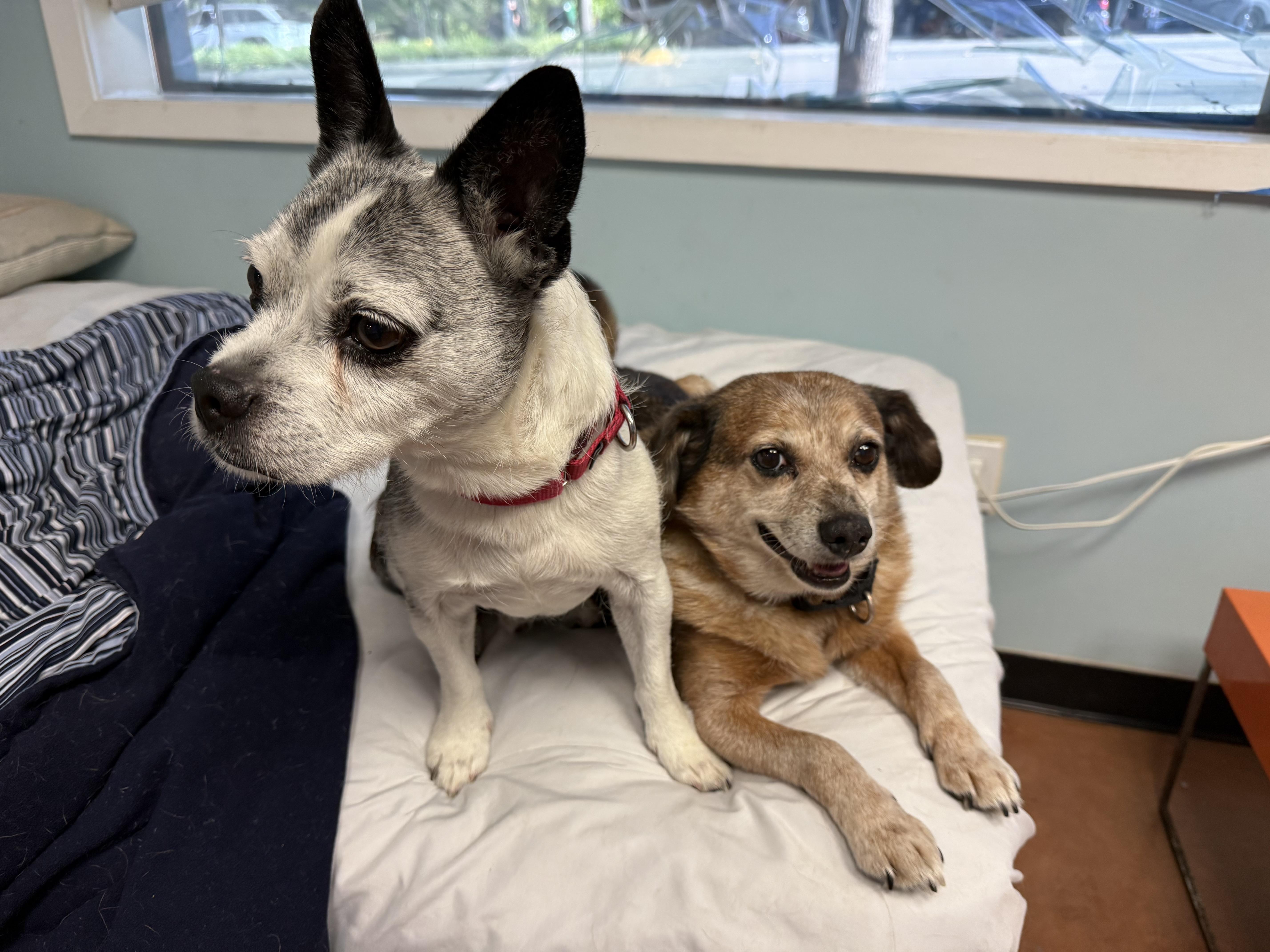Frodo