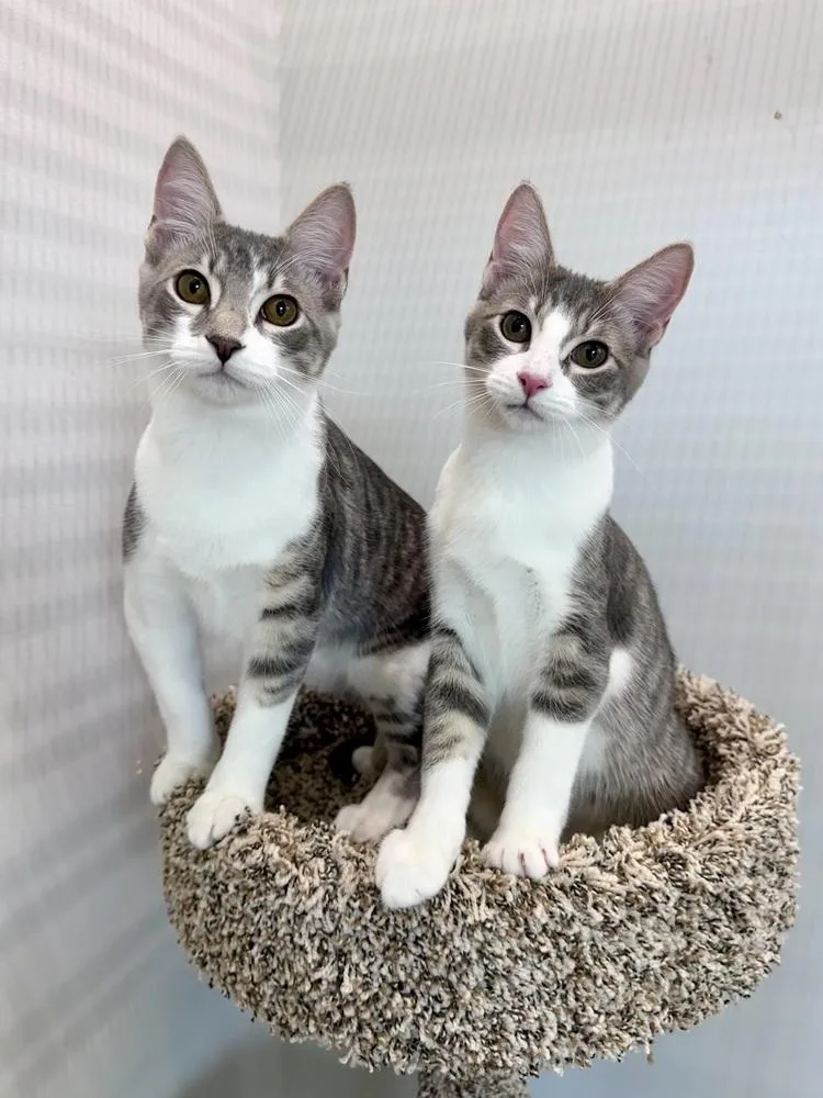 A baby small-sized male Gray & White Domestic Short Hair cat named Cameron for adoption in Wellington, FL