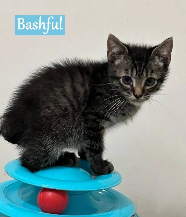 Bashful