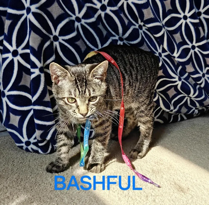 Bashful thumbnail 2
