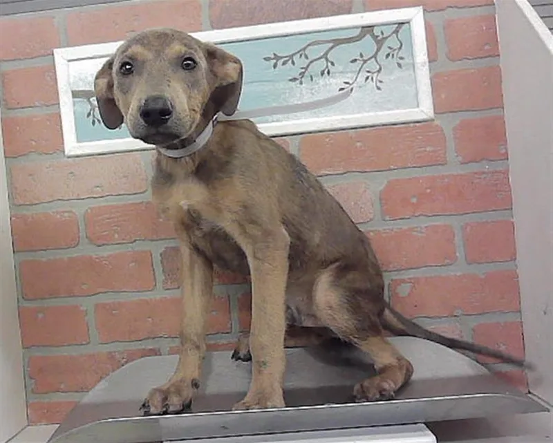 A baby small-sized female Staffordshire Bull Terrier dog named Shai for adoption in Houston, TX