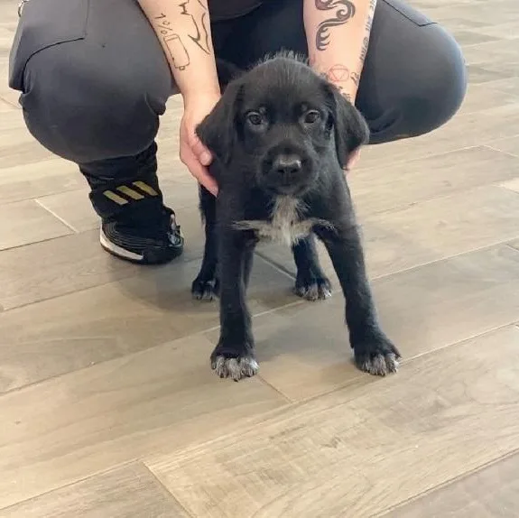 A young large-sized male Black German Wirehaired Pointer dog named Woody for adoption in Nevada, MO
